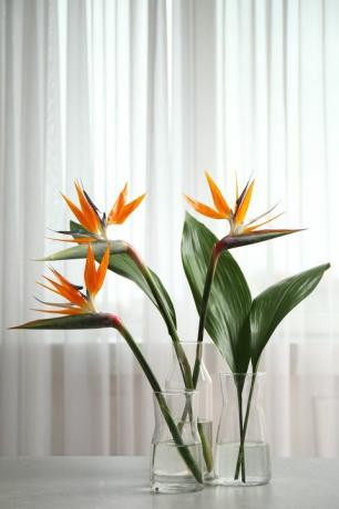 צמחי בית פופולריים, ציפור גן עדן, פרחים טרופיים על שולחן לבן