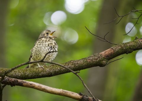 תירוש שיר (Turdus philomelos)