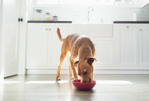 מבט קדמי של כלב בצבע שזוף במטבח אוכל מקערה אדומה