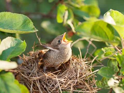 ציפור תינוקת בקן