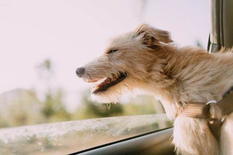 כלב פודנקו פורטוגלי מרגיש את האוויר במכונית