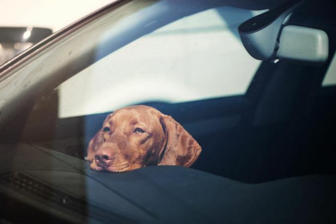 כלב עצוב שנותר לבד במכונית נעולה