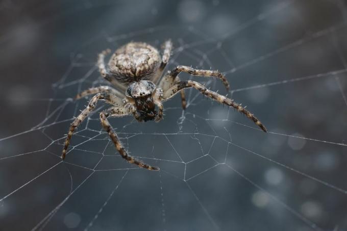 uk spiders - עכביש מבוך