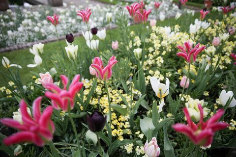 פרחים בגן הלבן של הנסיכה דיאנה בארמון קנסינגטון