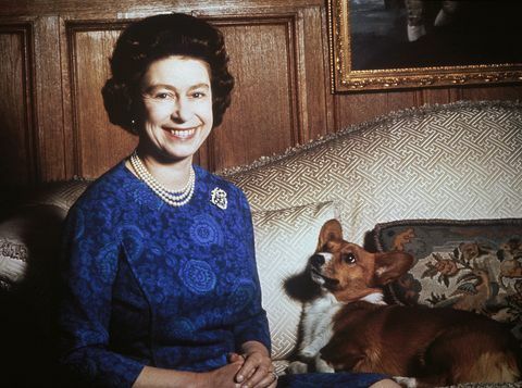 המלכה אליזבת השנייה עם קורגי, תמונה משנת 1970 מאת keystionehulton archivegetty images