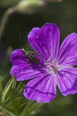 חיפושית פרח עבות רגליים oedemera nobilis זכר על גרניום sanguineum